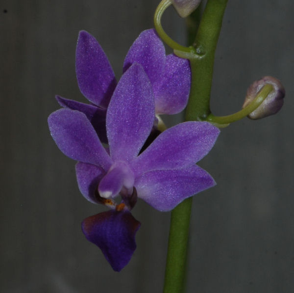 Doritaenopsis PURPLE GEM &