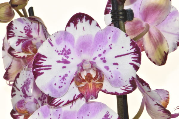 Phalaenopsis "Magic Art"