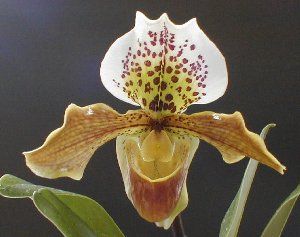 Paphiopedilum BERLIN &