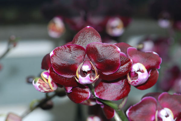 Phalaenopsis RONJA