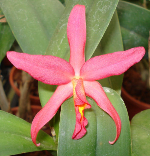 Laeliocattleya ROJO