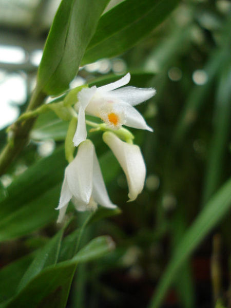 Dendrobium candidum