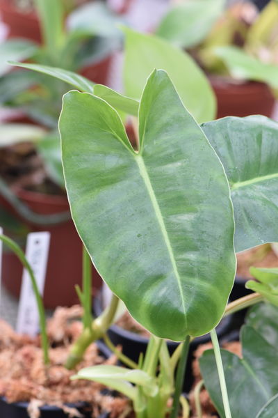 Philodendron burlemarxii