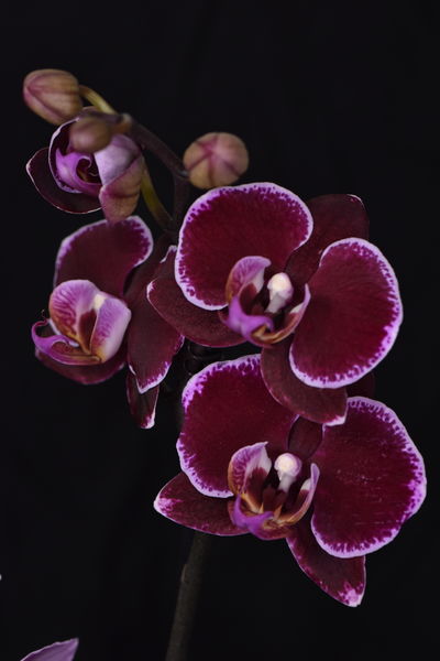 Phalaenopsis &