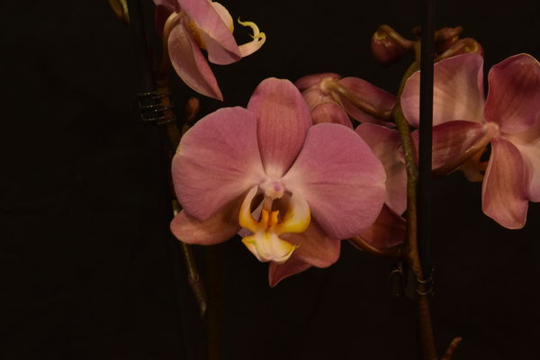 Phalaenopsis "Rosa Valentin"