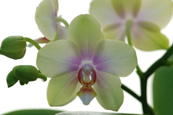 Phalaenopsis SANDRA