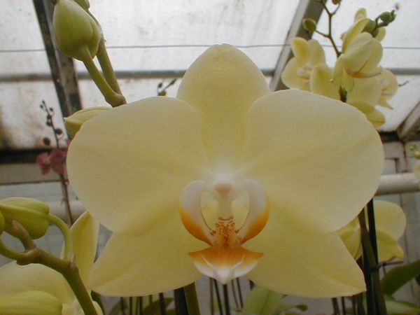 Phalaenopsis YELLOW BUTTERFLY