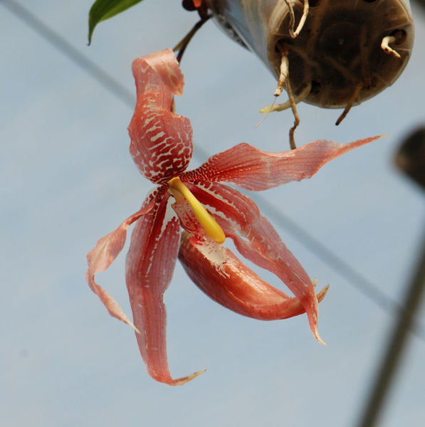 Paphinia hererae