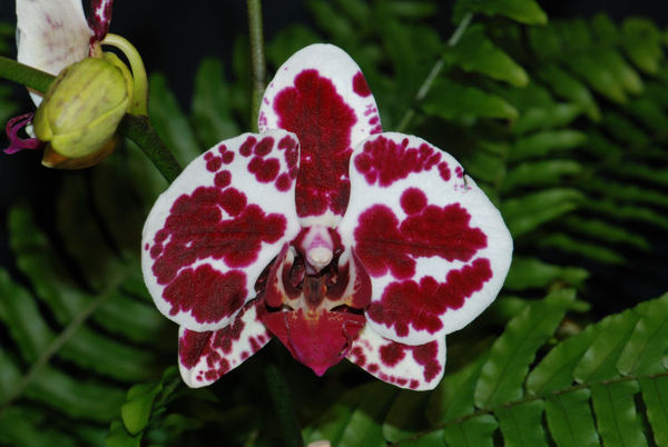 Phalaenopsis ELEGANT SWEETHEART