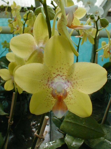 Phalaenopsis HYBRIDE GELB (4-6 Rispen)