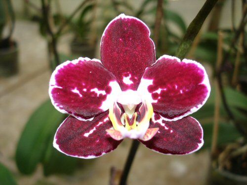 Phalaenopsis YU PIN BUTTERFLY