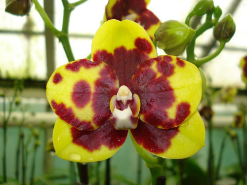 Phalaenopsis DIAMONT BEAUTY &
