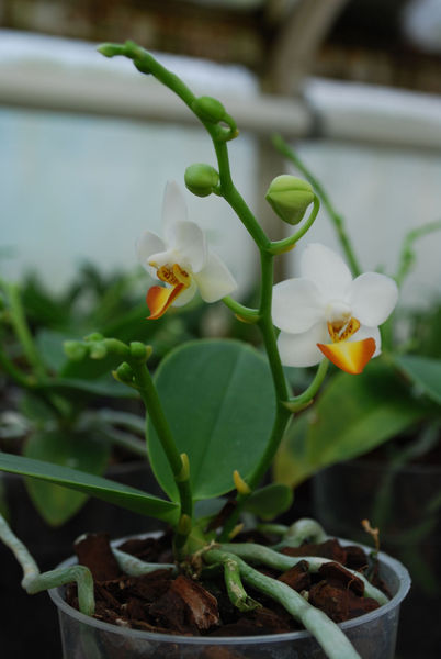 Phalaenopsis LIU JIN CHYAUM