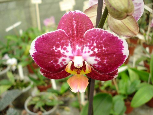 Phalaenopsis EVERSPRING PIONEER &