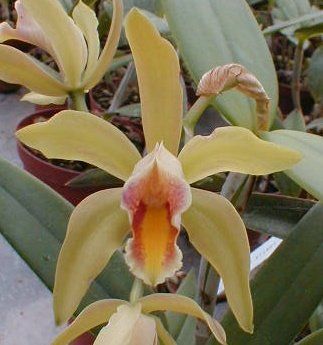 Cattleya LUTEOUS FORB
