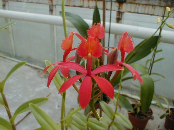 Epidendrum ibaguense