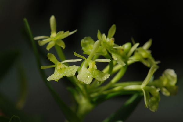 Epidendrum diffforme
