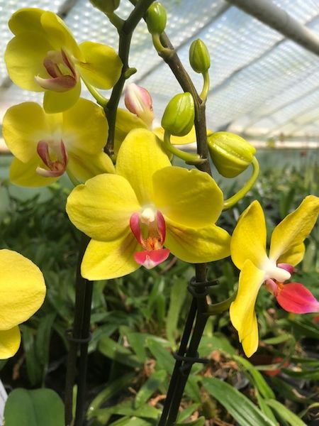 Phalaenopsis Hybrid (GeRo)