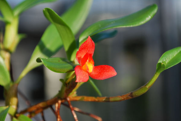 trichopilia marginata Trichopilia marginata – Hennis Orchideen
