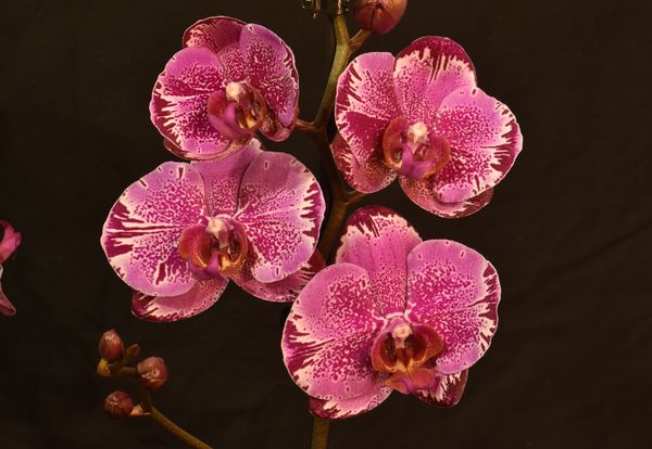 Phalaenopsis "Magic Dream"