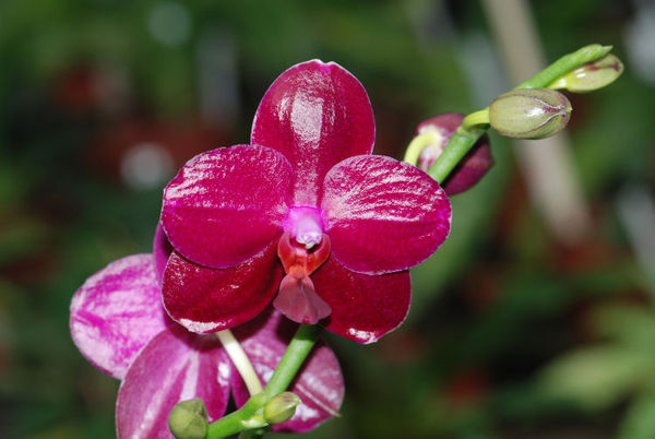 Phalaenopsis SOGO RELAX