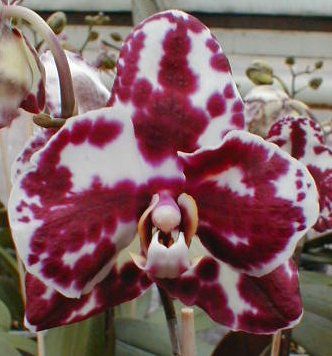Phalaenopsis EVERSPRING LIGHT &
