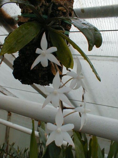 Weie Orchideen online kaufen | Hennis Orchideen