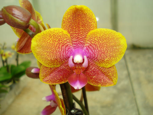 Phalaenopsis SOGO LAWRENCE