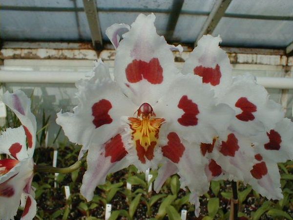 Odontoglossum crispum hybrid