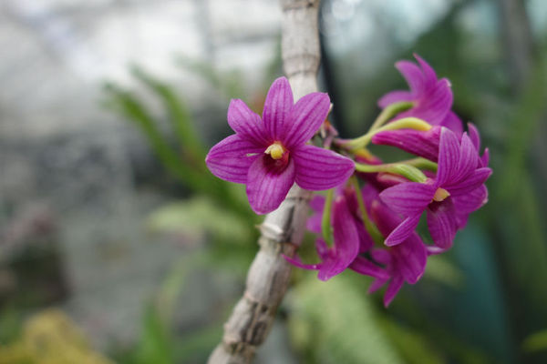 Dendrobium miyakei