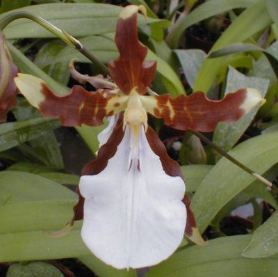 Miltonia cuneata