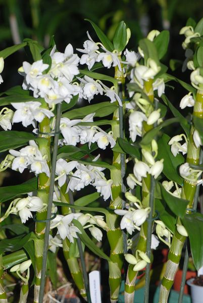 Dendrobium nobile hybrid white