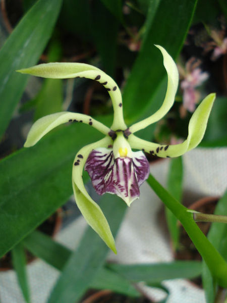 Epidendrum Hybride &