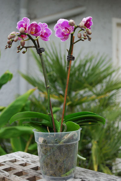 doritaenopsis sogo vivien marginata Doritaenopsis SOGO VIVIEN – Hennis Orchideen