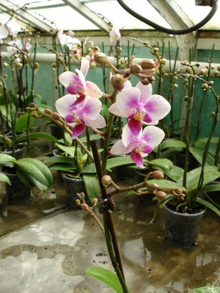 Phalaenopsis hybrids (1R, zw,)
