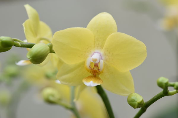 Phalaenopsis "Yellow Bird"