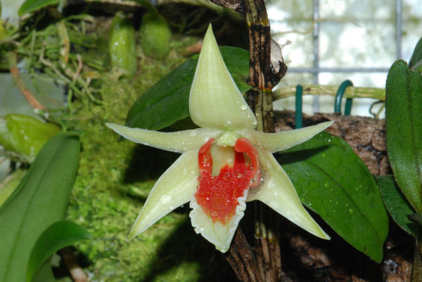 Dendrobium suzukii