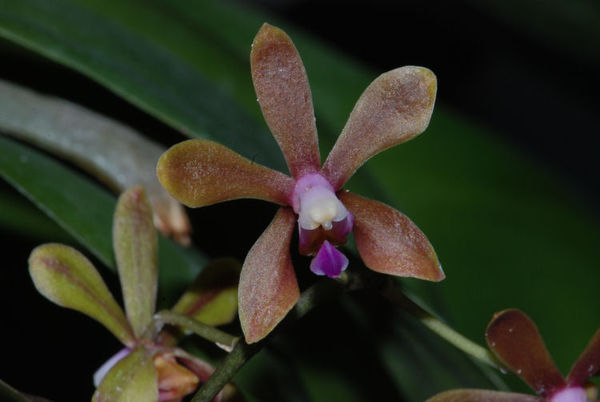 Phalaenopsis braceana