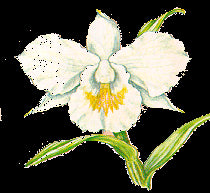 Dendrobium formosum &
