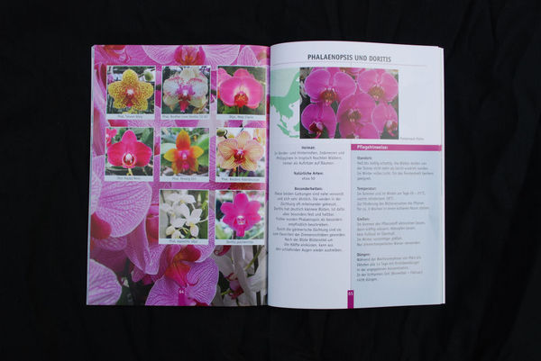 Orchideen - Wissenswertes, Artenvielfalt, Pflege