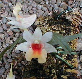Dendrobium bellatulum