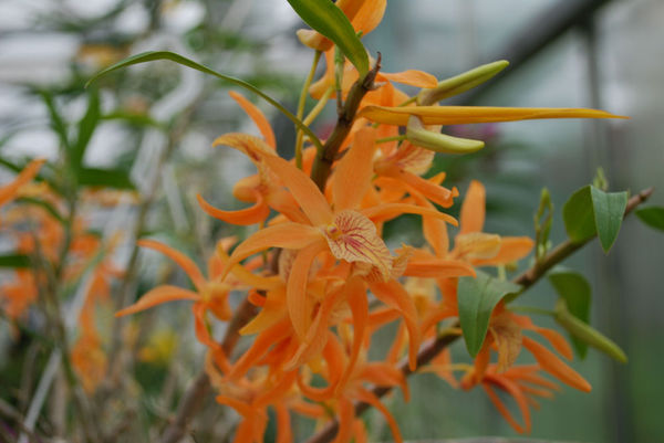 Dendrobium STARDUST