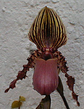 Paphiopedilum glaucophyllum X gardineri