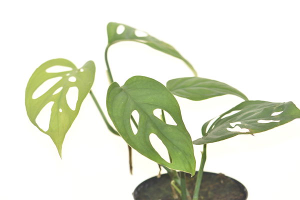 monstera acuminata kaufen Monstera acuminata – Hennis Orchideen