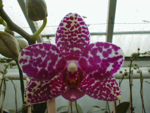 Phalaenopsis FIRECRACKER