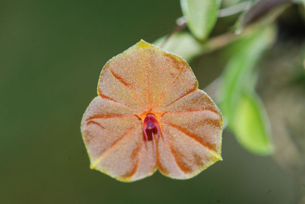 Lepanthes telipoginifolia