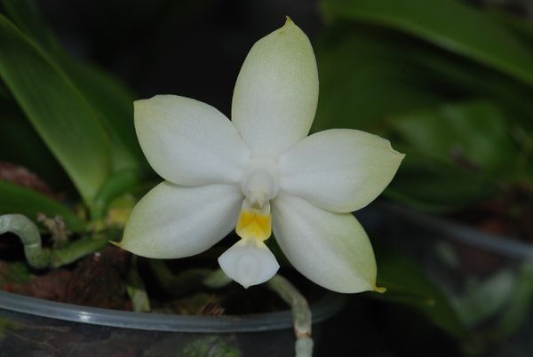 Phalaenopsis violacea &