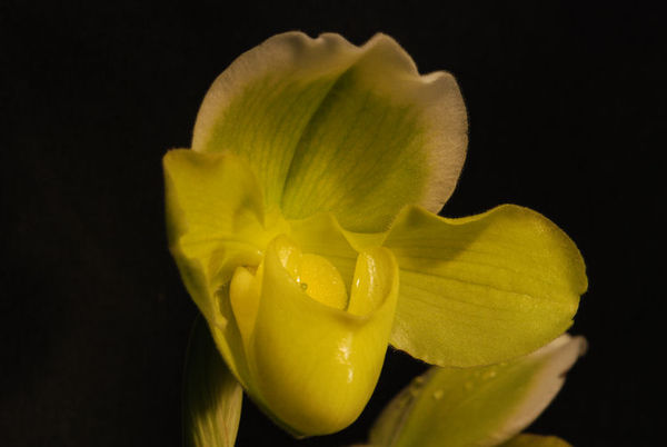 Paphiopedilum hybrid (yellow)