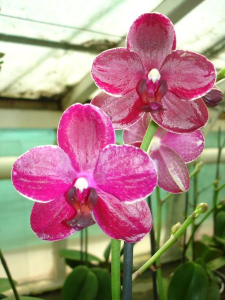 Phalaenopsis SOGO CHAMPION