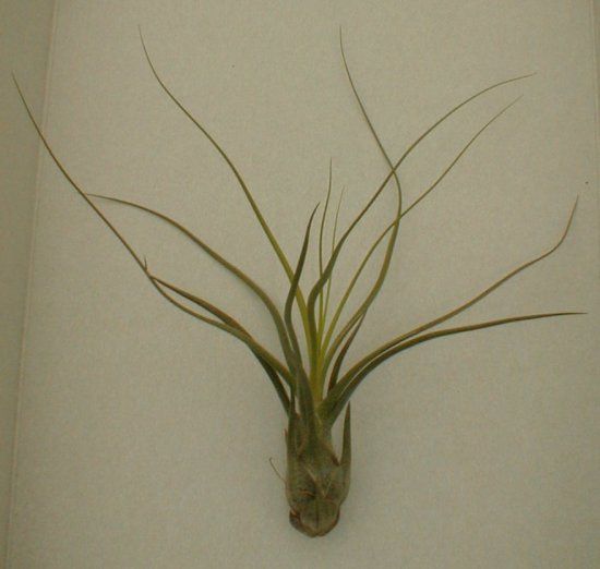 Tillandsia butzii